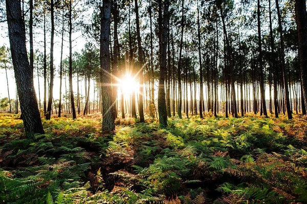 Du bord de mer à la montagne, parcourez les plus belles forêts de France