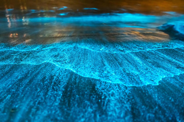 Bioluminescence : quand l’océan crée de la lumière