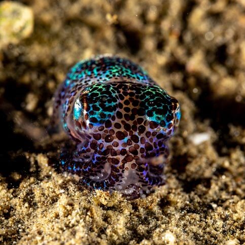 bioluminescence sous l'océan