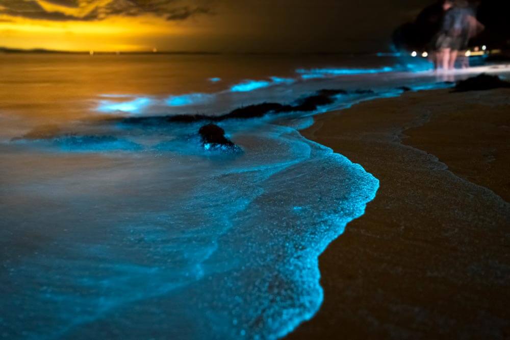 algue bioluminescente