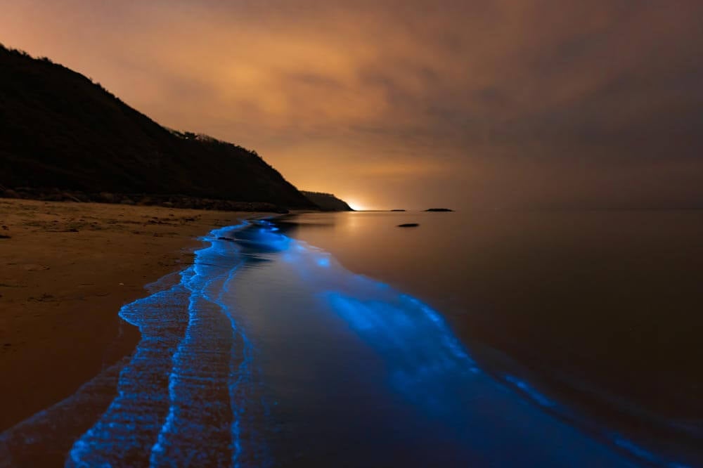 plage bioluminescente