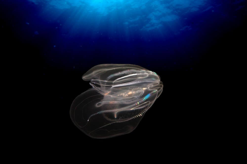 plancton bioluminescent